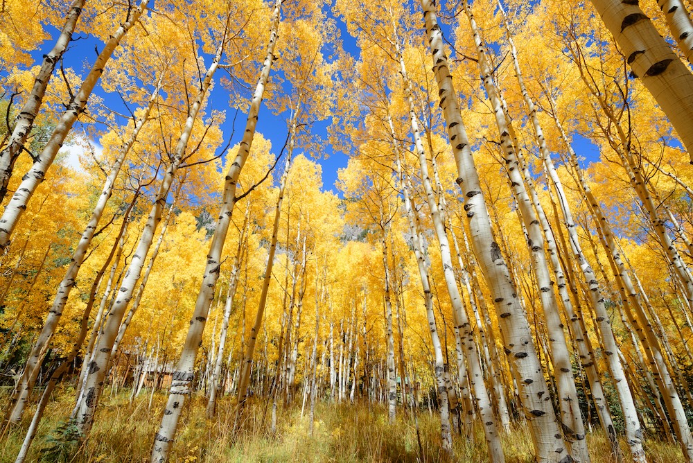 Golden aspen trees viewed from below